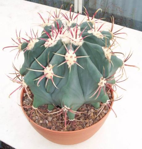 ferocactus_emoryi